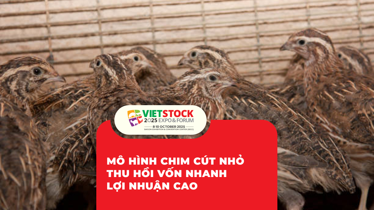 Mô Hình Chim Cút Nhỏ Thu Hồi Vốn Nhanh Lợi Nhuận Cao